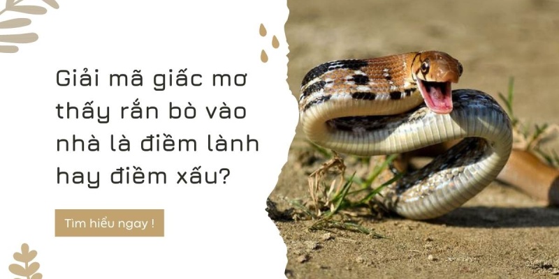 Mơ thấy nhiều rắn đánh con gì?